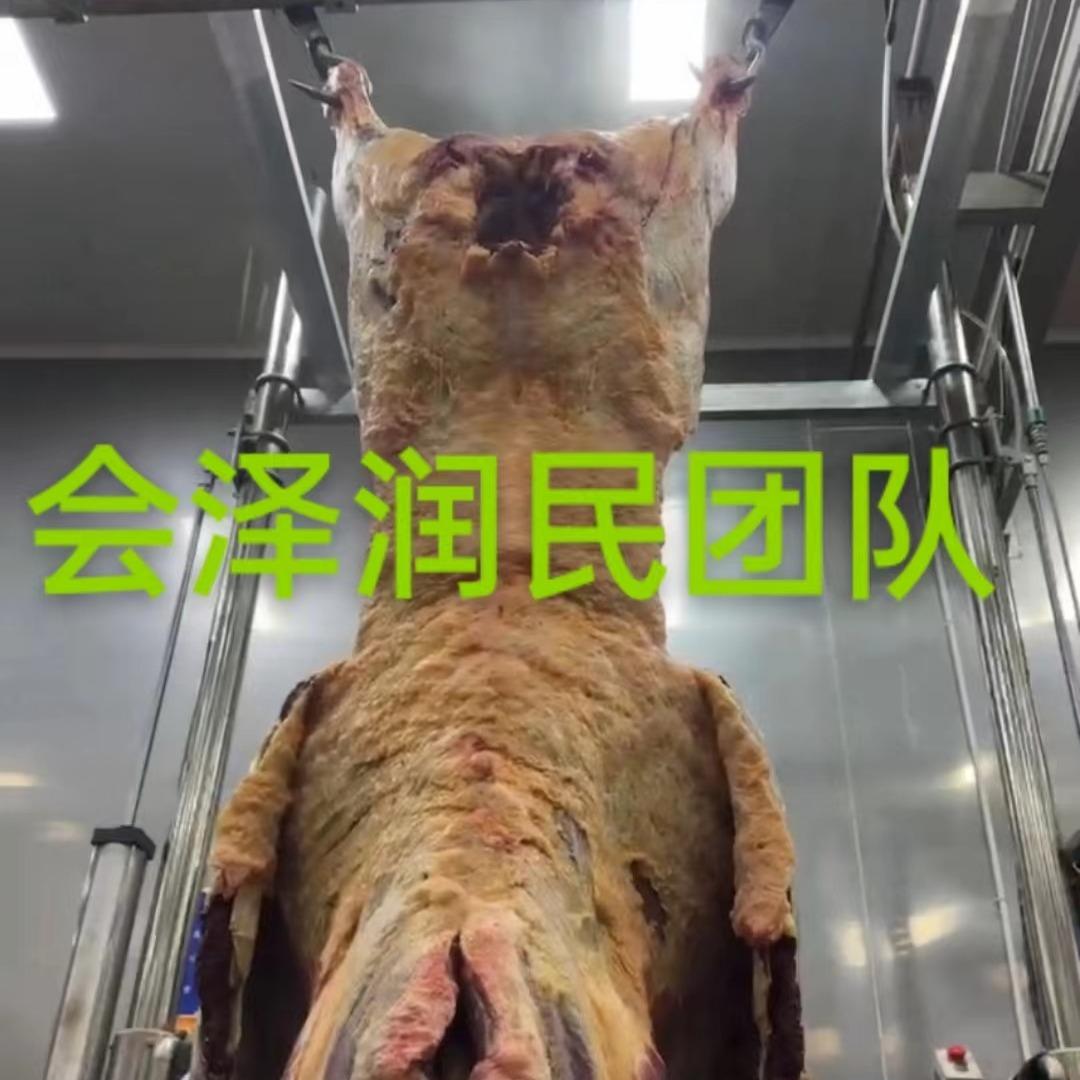 会泽-润民-大金膘