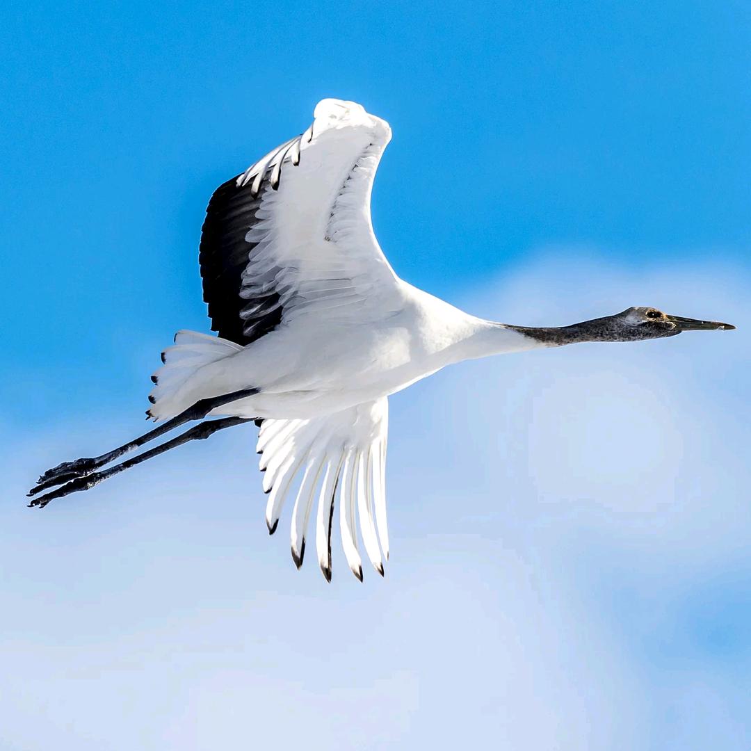 （燕郊）艾维斯洗衣洗鞋店北鹤