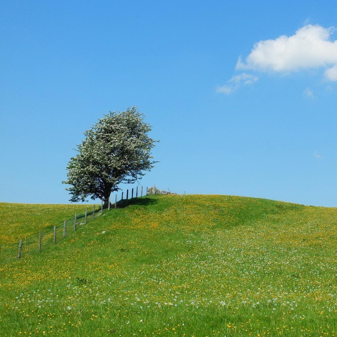 菁锡设计的直播号