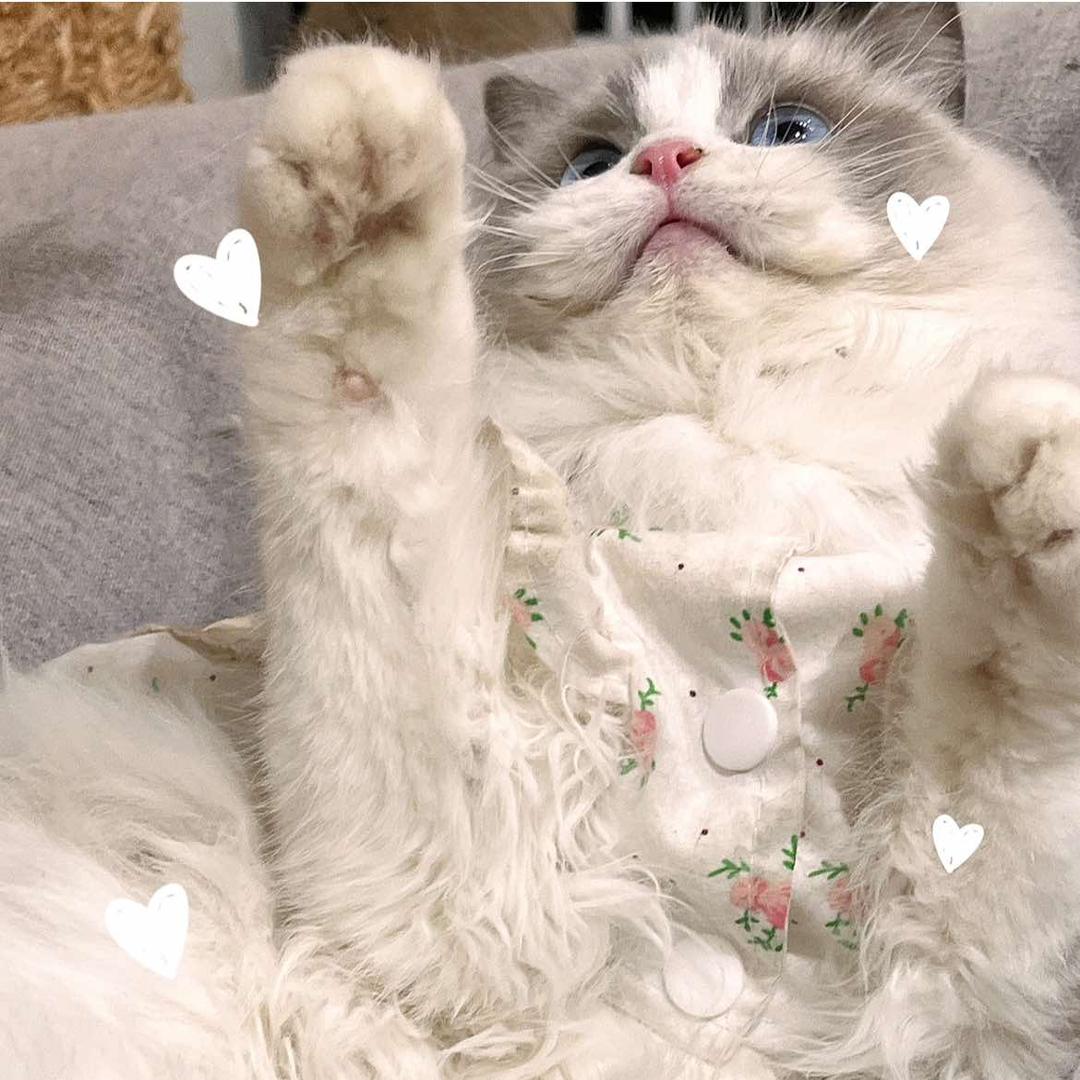 黟县听闻小喵猫咖