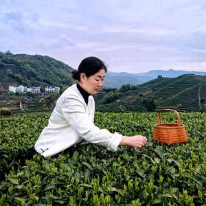 竹韵峰.福鼎白茶