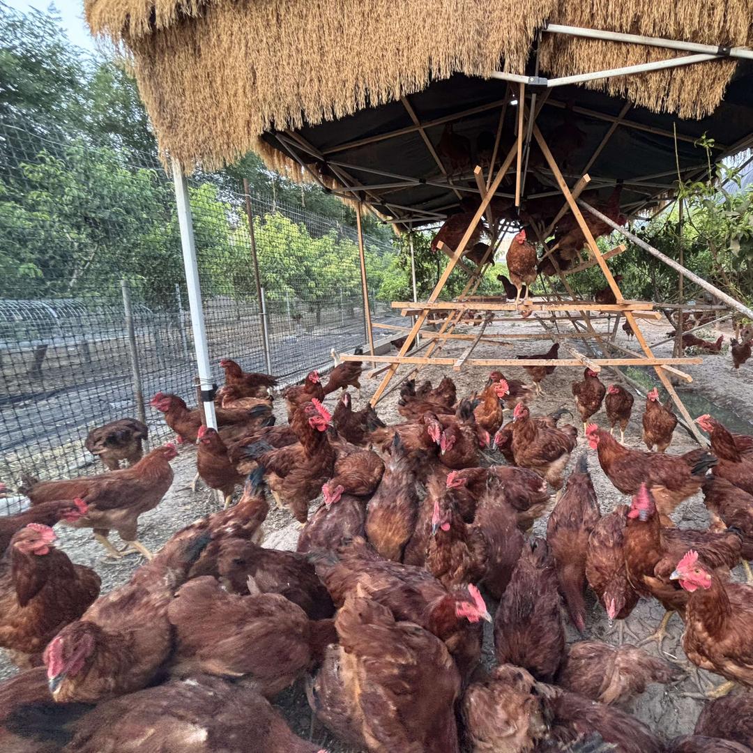 果派鲜（高陵）