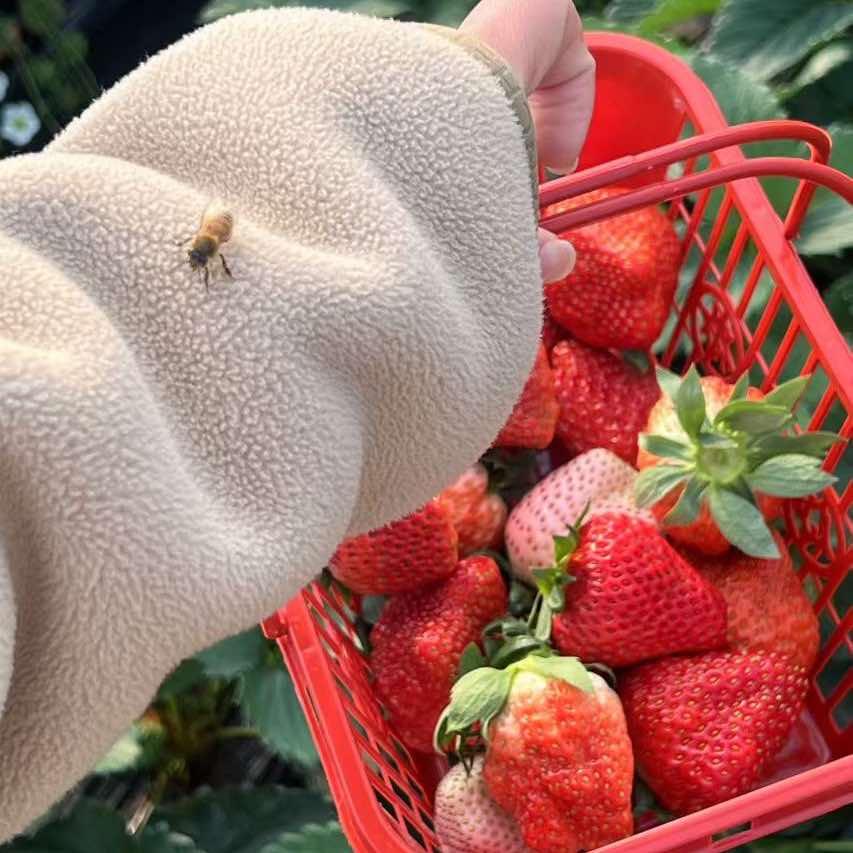 建红草莓采摘园官方号