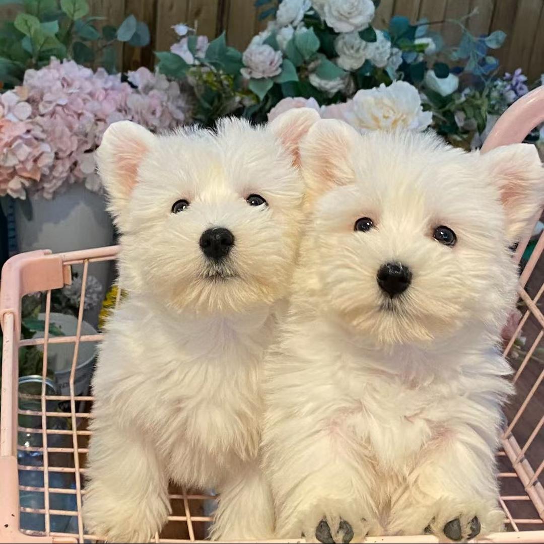 雷东士多小可爱