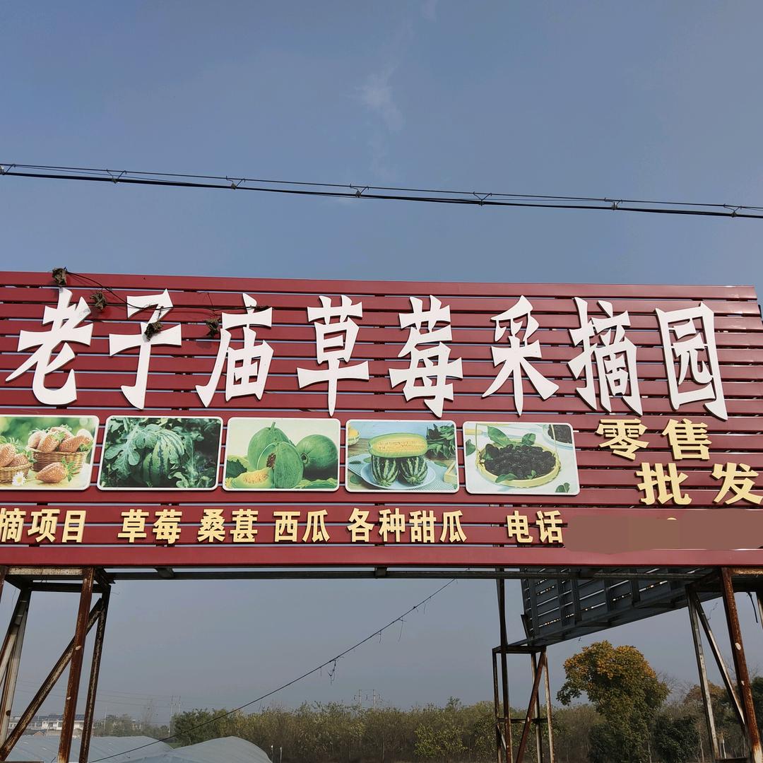 老子庙草莓采摘园