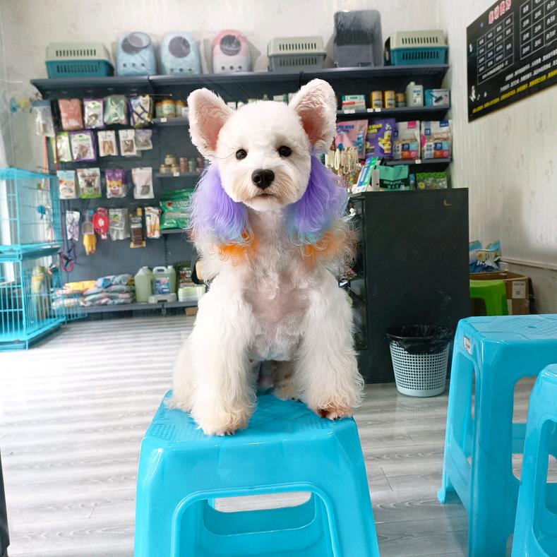 遵义宠物店推荐专业猫狗宠物美容服务
