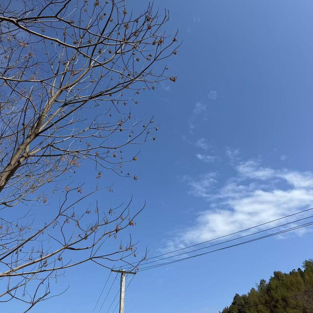 成都道样贤商贸有限公司阳阳直播号