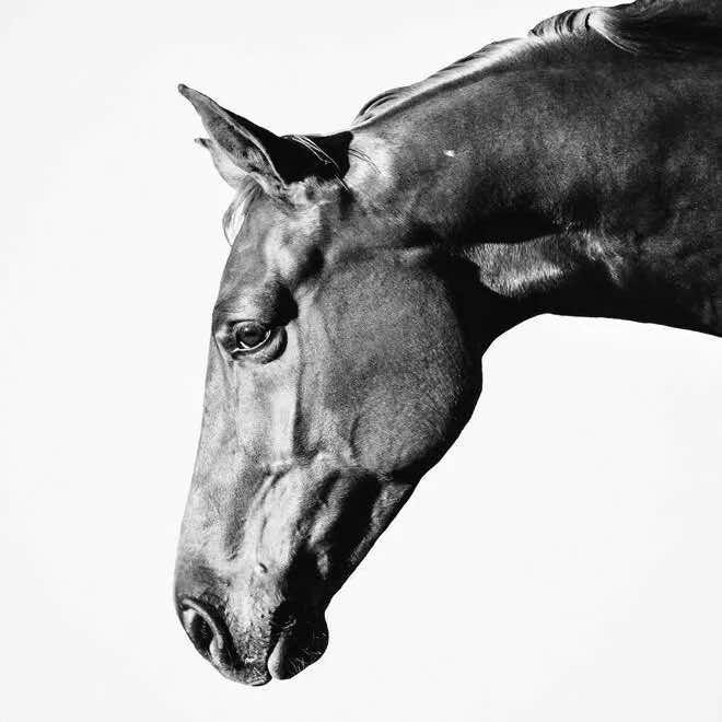 马关县青野马术俱乐部