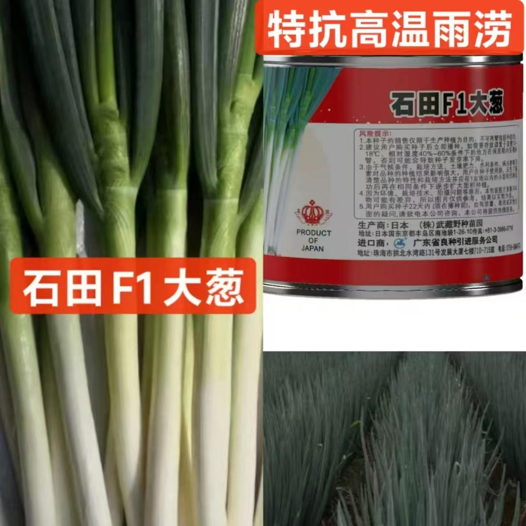 葱种葱苗销售