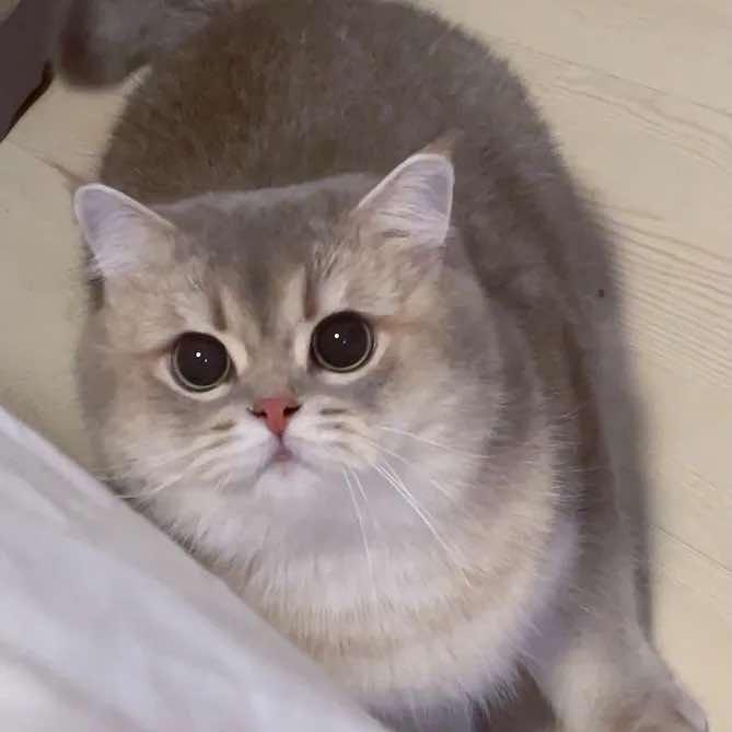 寻安宠物馆官方号