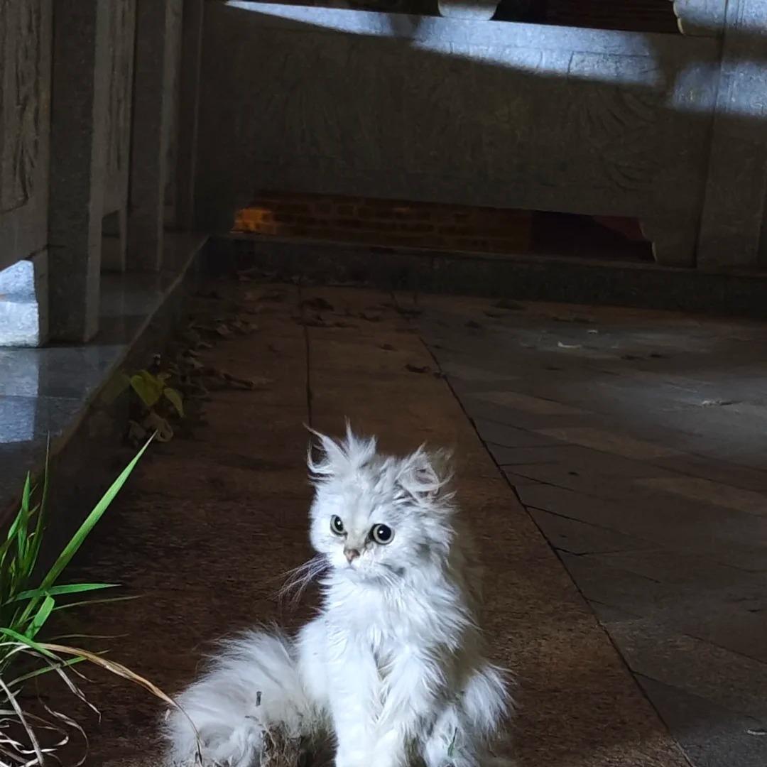 山君巳眠（达魅）