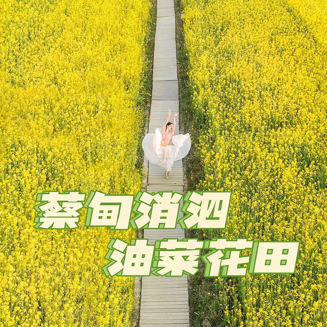 蔡甸消泗油菜花田