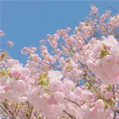 邓勉陕品牌号