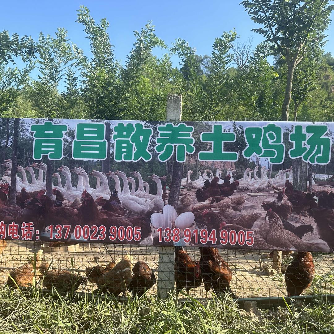 育昌散养土鸡场
