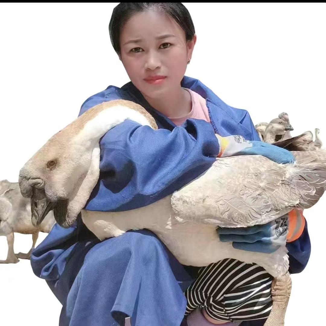 美和直播号