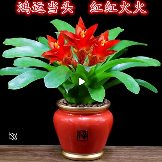 羽公子
