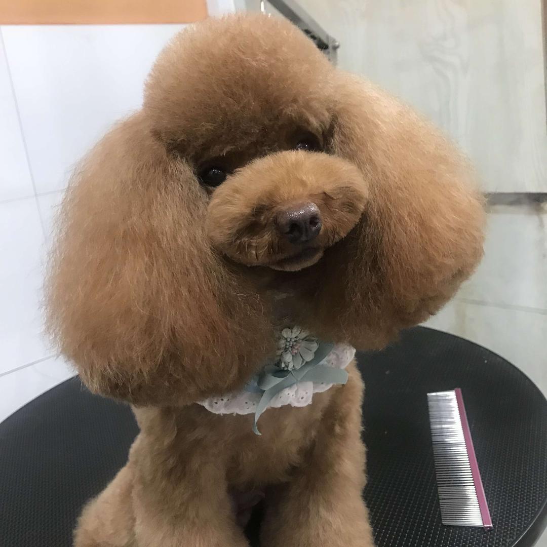 绵阳高新区萌派宠物店