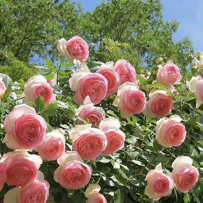 寒亭区徐文霞家庭农场