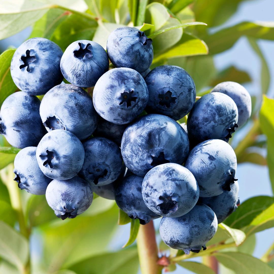 青岛宝天奇农场