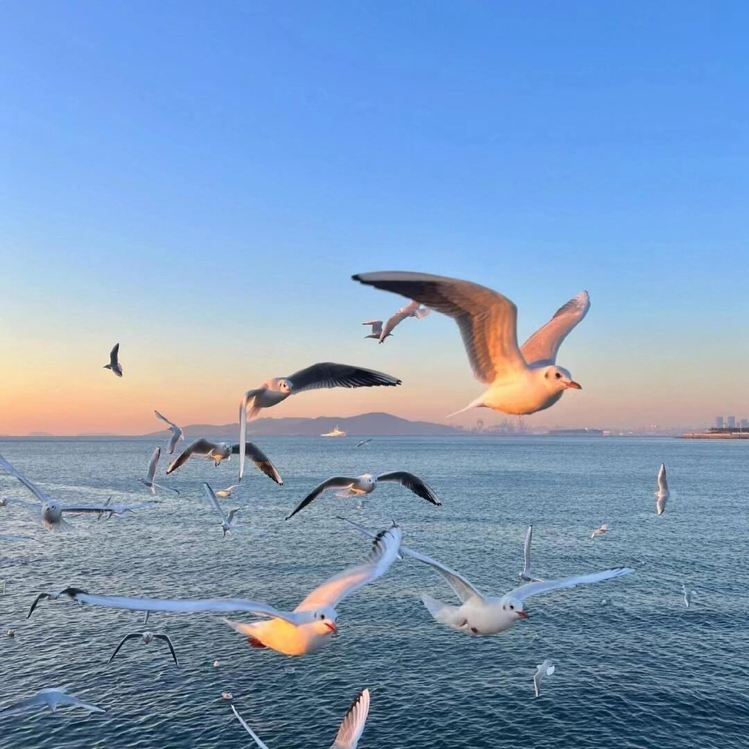 尼良商贸公司lo直播的号