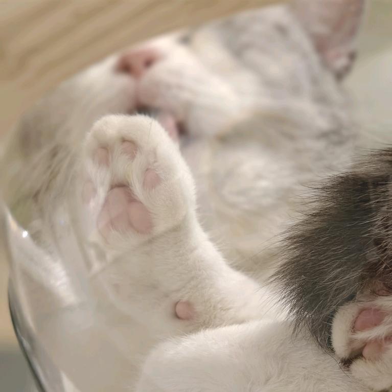 肥啵猫咖