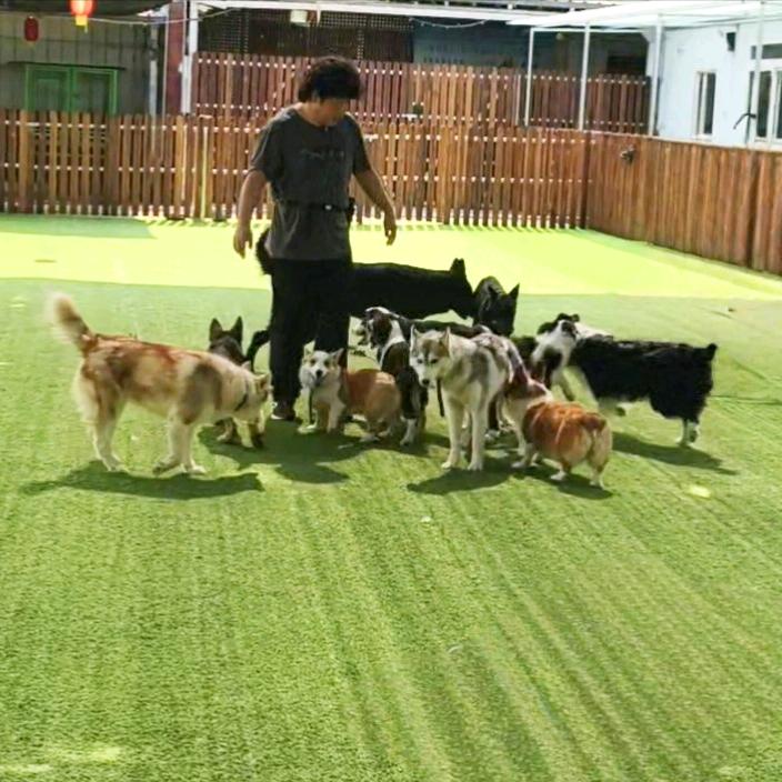 北京零点道格宠物寄养训犬学校