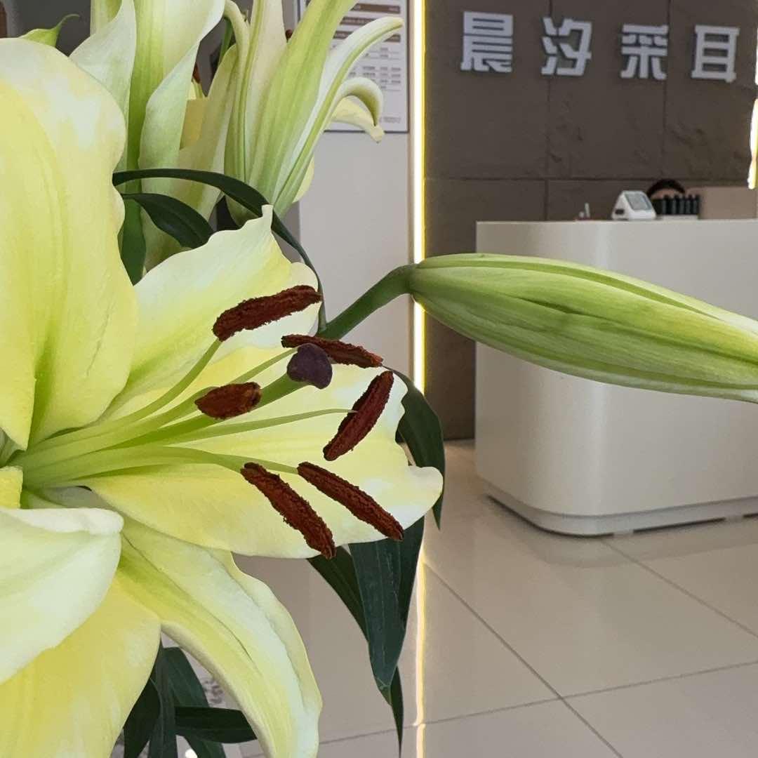 晨汐采耳大美丽