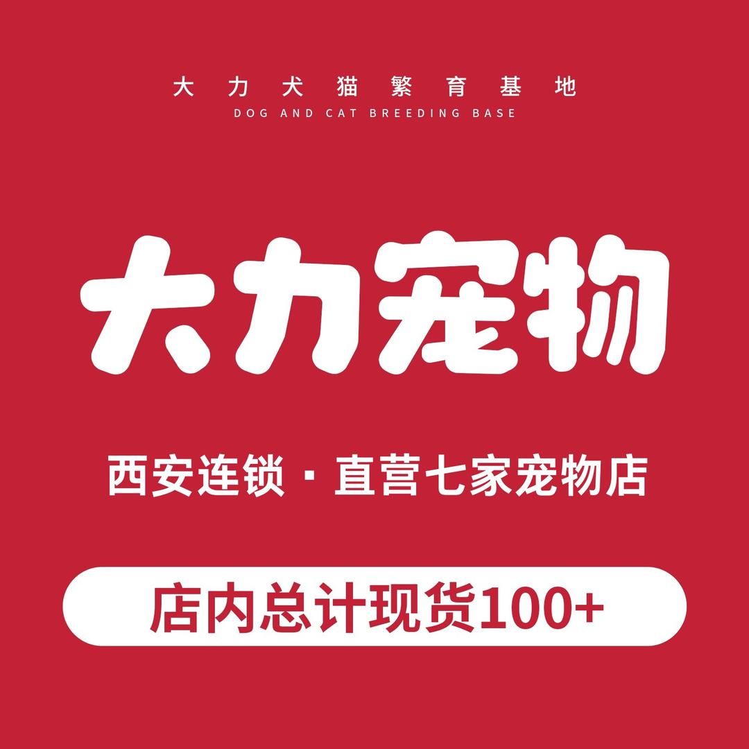 大力宠物-晓阳