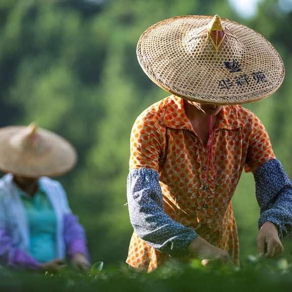 茶圈二姨岳云鹏