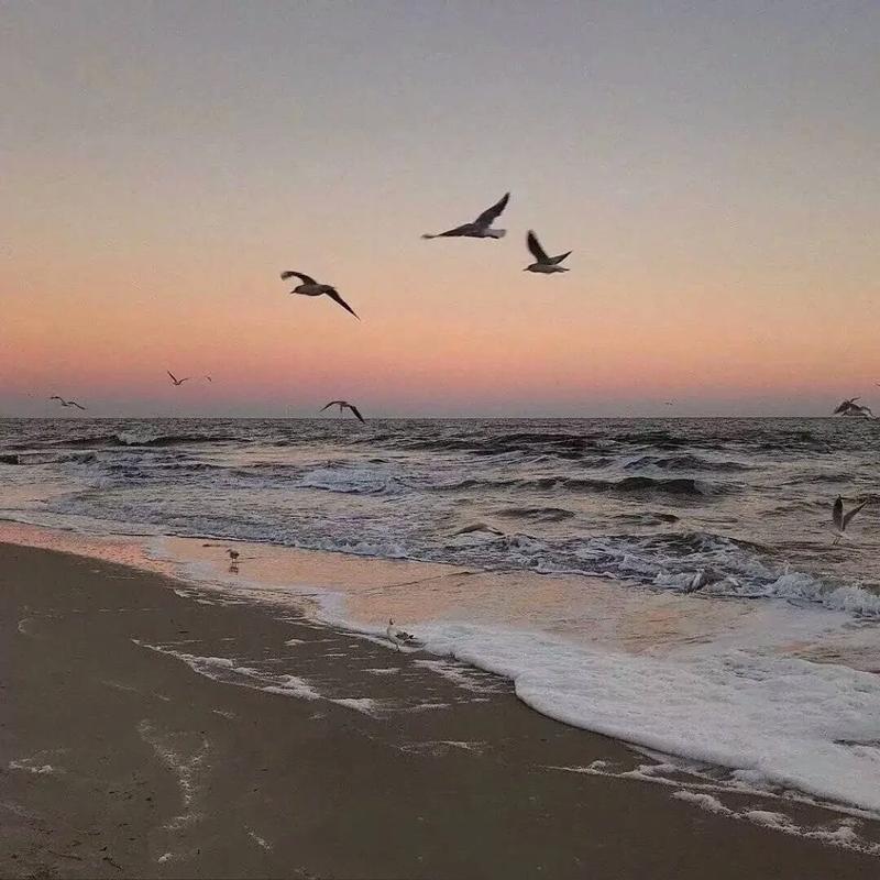 士霆运输有限公司直播号