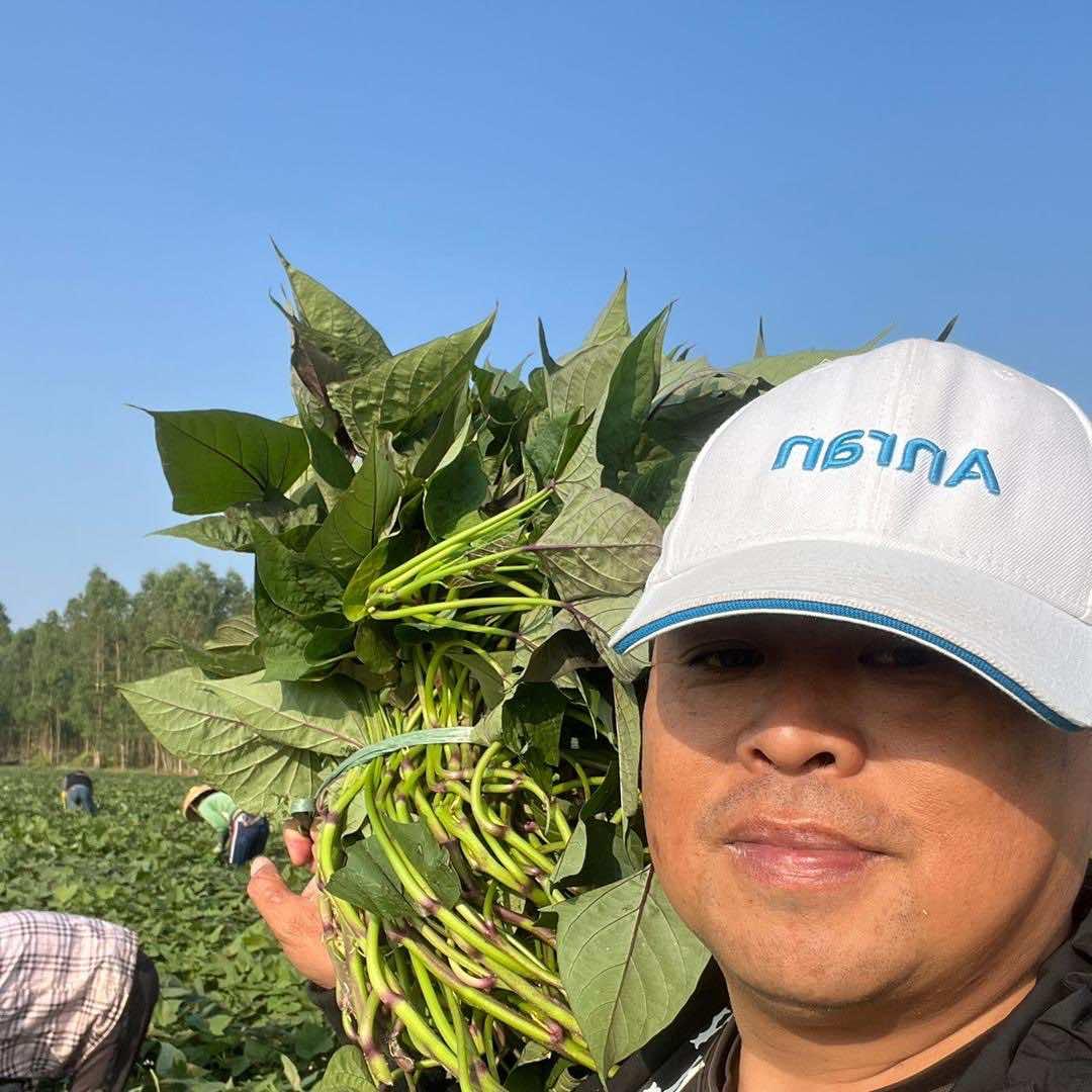老杨的蜜薯