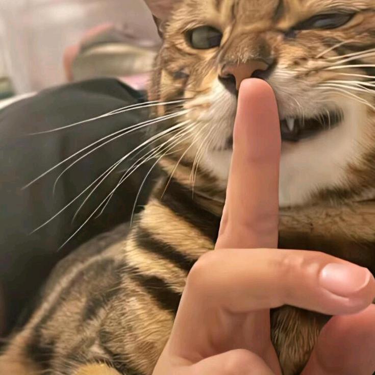 呆呆家宠物店