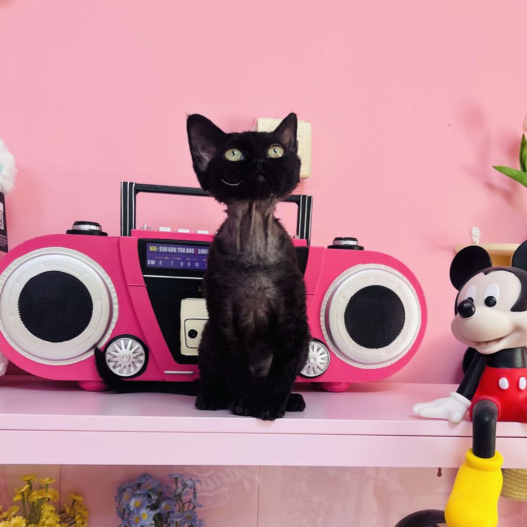 小猫当家  猫咖1号馆