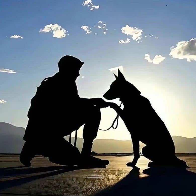 徐州宝藏世界训犬学校