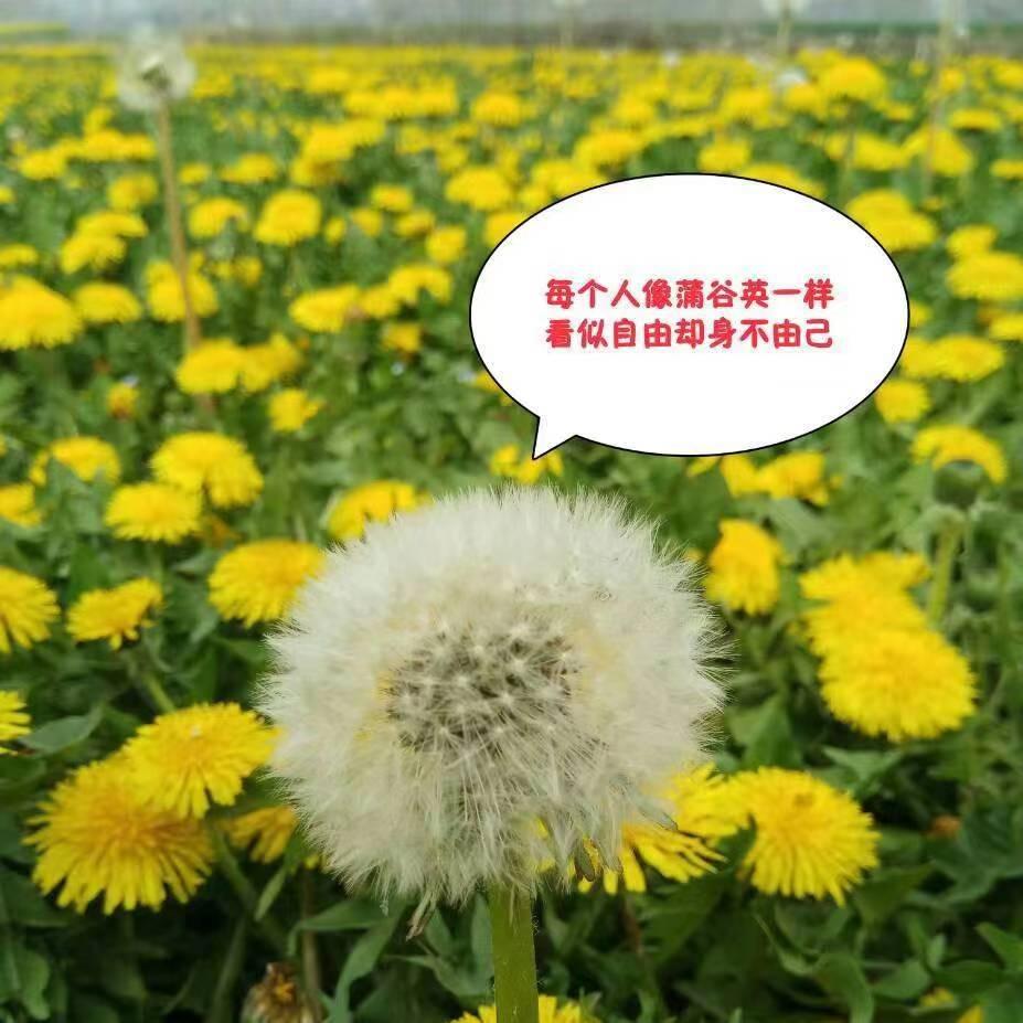 亳州市函宇家庭农场(美洲大蠊）蟑螂养殖