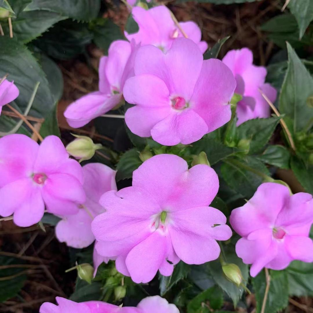 足力健老人鞋(印象城直营店)湖北省言嘉融直播号