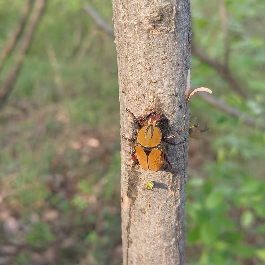 成都百福轩趣食餐饮管理有限公司垂直号