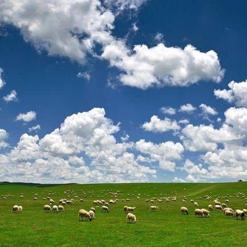 大柴旦伊尚香特色鲜羊馆