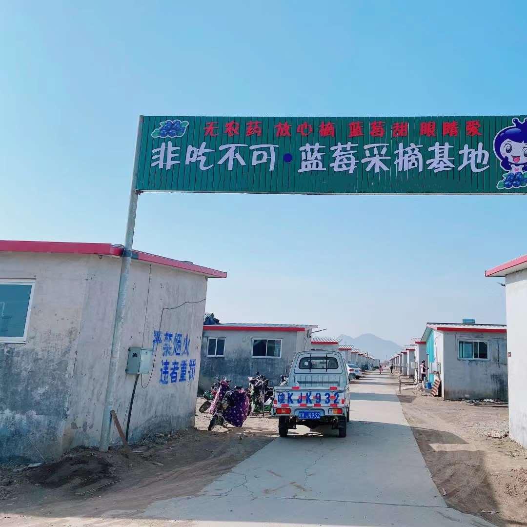 非吃不可蓝莓采摘基地