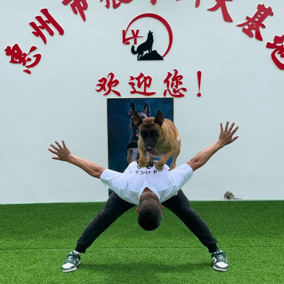 惠州市星宠训犬基地