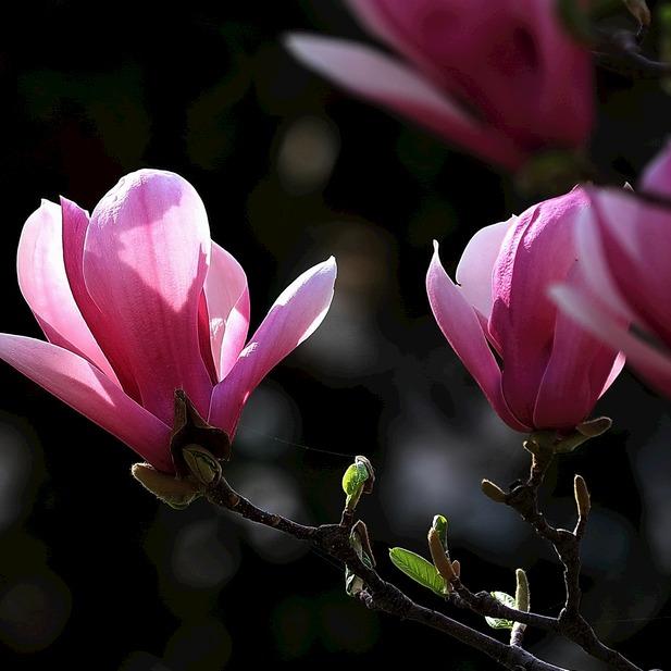 有料潮玩商贸部小杜玉兰花