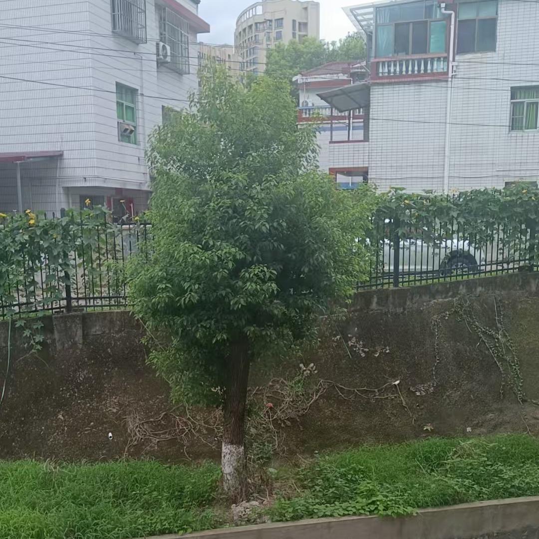 区蒂琳琳百货号