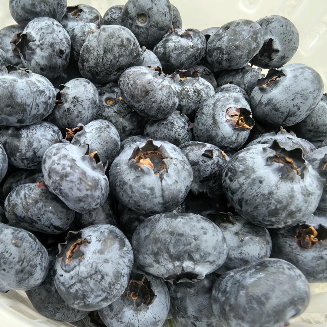 怡可园蓝莓官方号