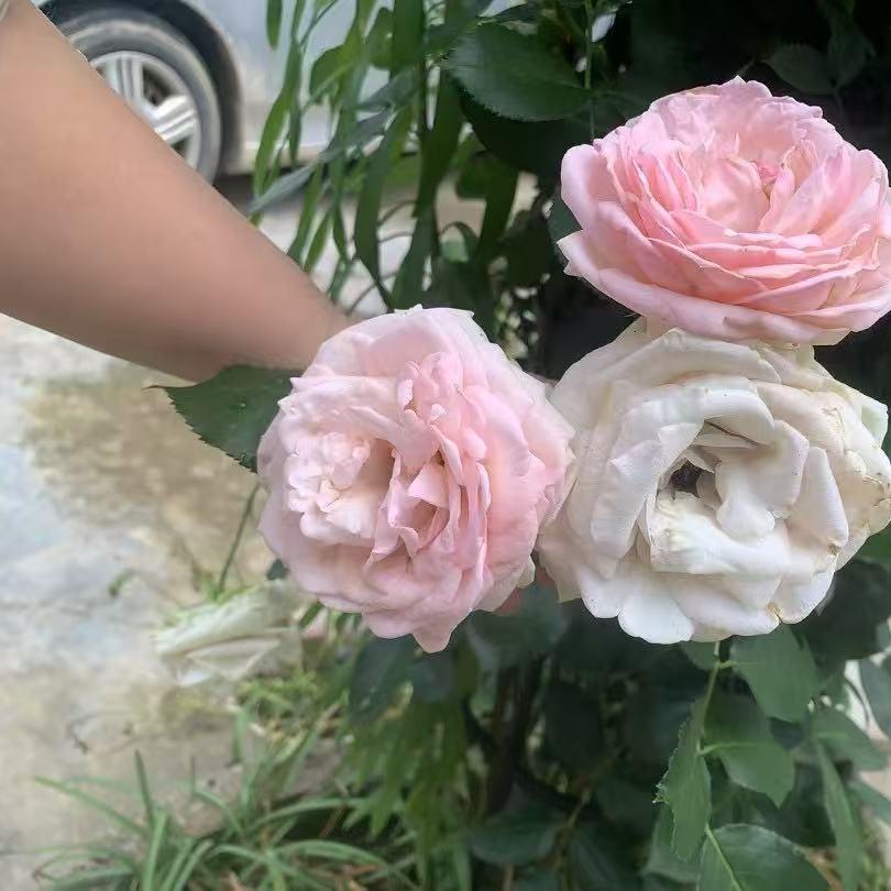 维宏界推广二号