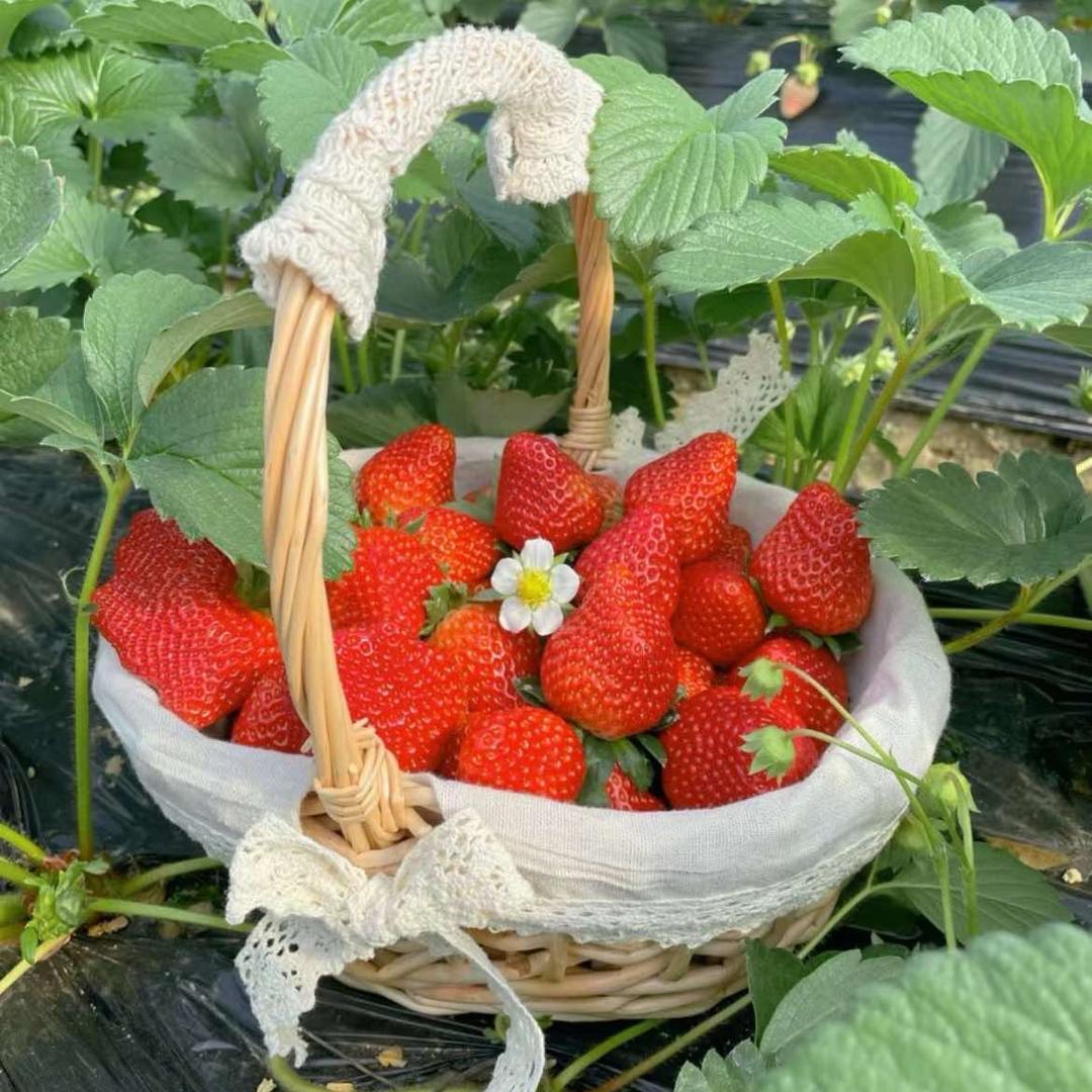 西安市刘磊草莓采摘园