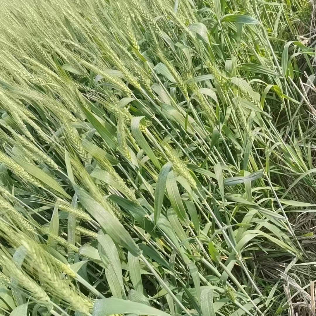 向钱看法兰尼净水器