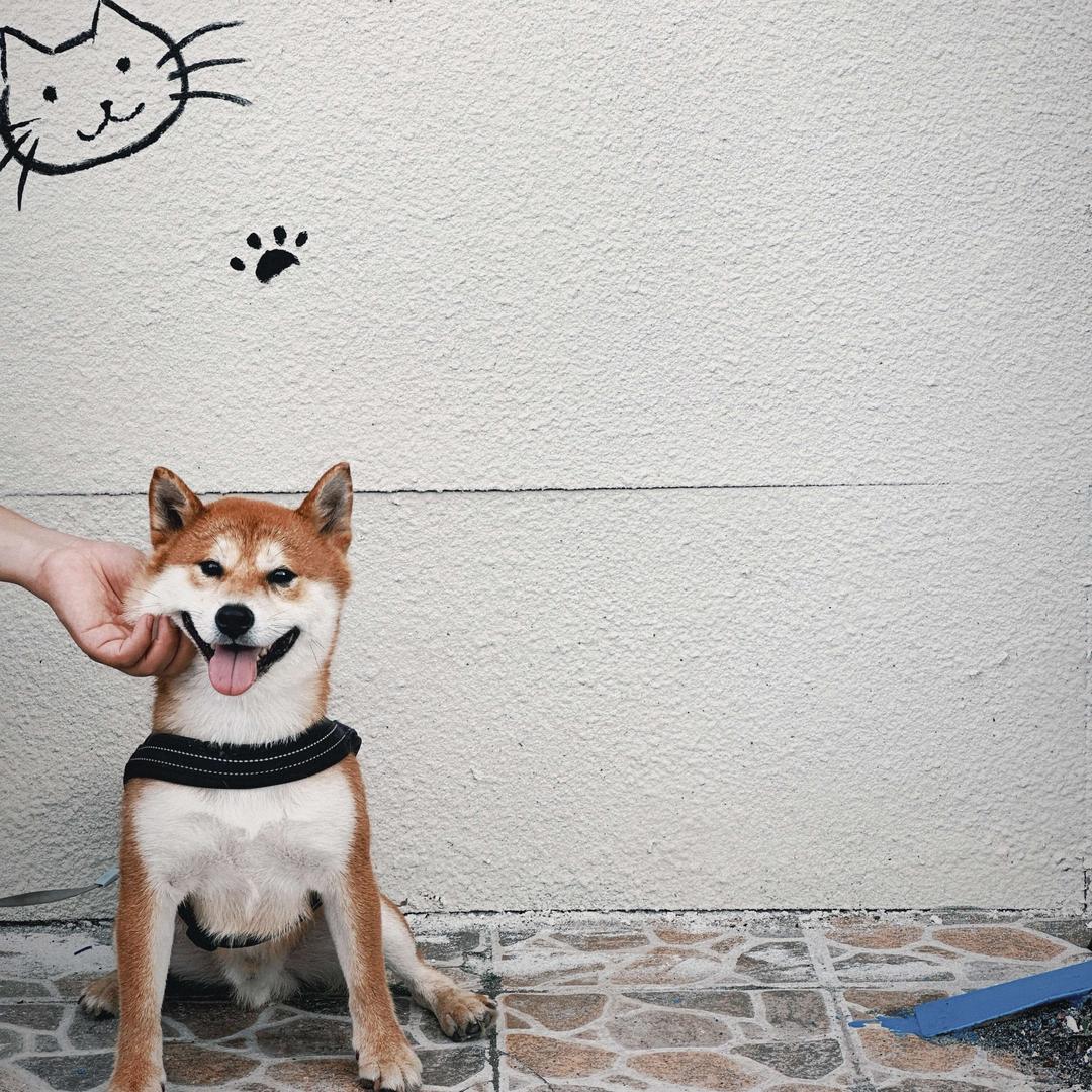 宠它它宠物生活馆