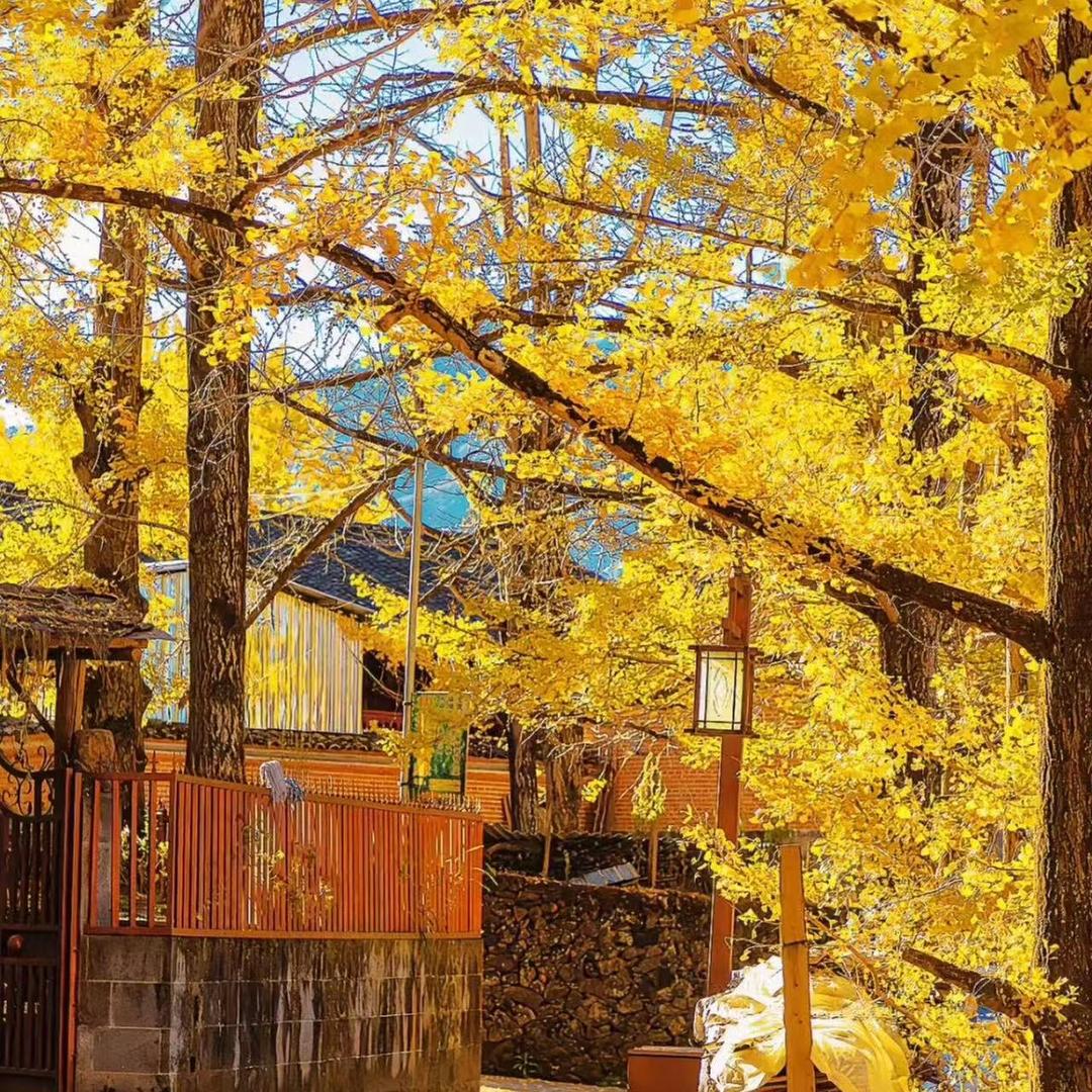 银杏村  小柒---驼峰旅行宠粉号