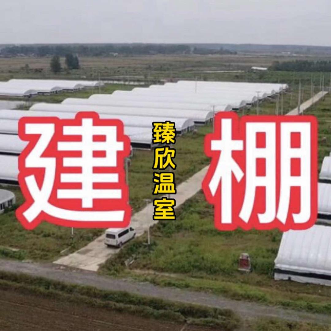 建养殖棚 臻欣温室