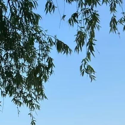 四号广州枫徽餐饮管理直播号